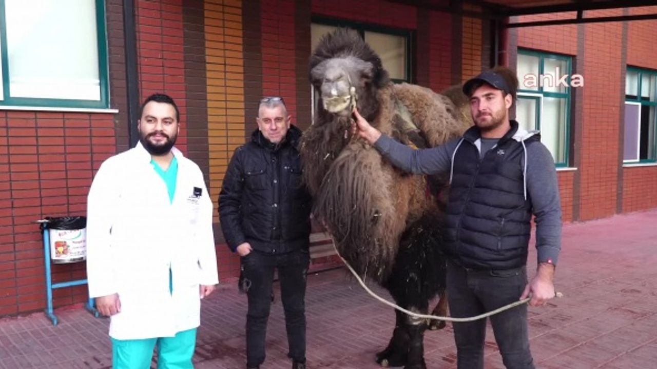 BURDUR'DA ÇİFT HÖRGÜÇLÜ ASYA DEVESİ KATARAKT AMELİYATI OLDU
