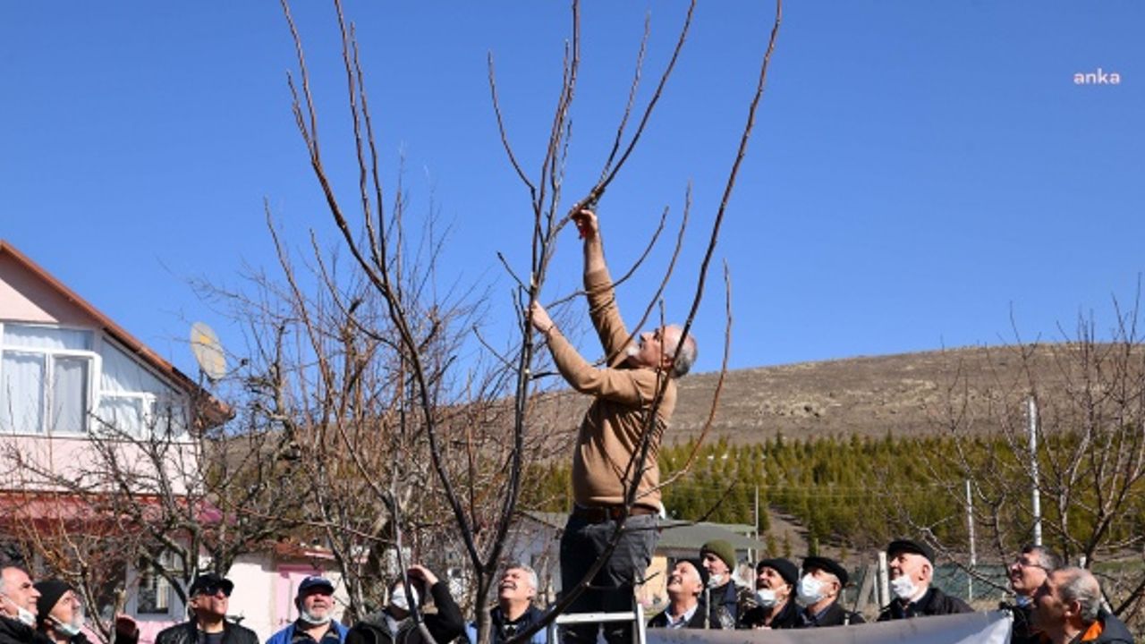 TEPEBAŞI BELEDİYESİ'NİN BUDAMA EĞİTİMLERİ SÜRÜYOR