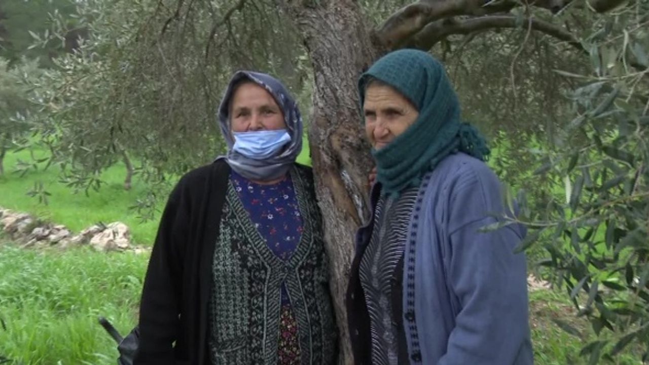 AKBELEN’DE ZEYTİN AĞACINA SARILAN YAŞLI KADINLAR: “ZEYTİNİMİZİ KESTİRMEYECEĞİZ. ZEYTİN CANLARIMIZ, BİZ BUNUN İÇİN YAŞIYORUZ”