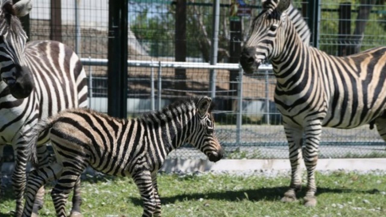 Kayseri Büyükşehir Belediyesi Hayvanat Bahçesi baharla birlikte güzelleşti 