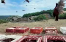 Doğal mücadelede yeni hamle... 51 bin keklik ve sülün doğaya salınacak