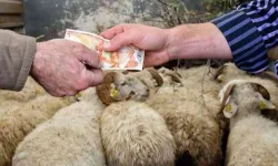 Kurban pazarında  Küçükbaş fiyatları 35 bin liraya dayandı!