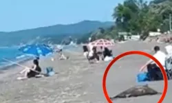 Akçakoca sahilinde ölü yunus skandalı! Günlerdir kaldırılmadı...