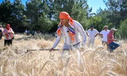 Bornova'da 5 tonluk buğday yerel üreticiye nefes olacak