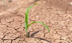 TEMA: Toprağı iyileştirmek, geleceği korumaktır