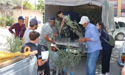 Antalya'nın 19 ilçesine 40 bin zeytin fidanı desteği