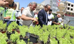 Mardin Midyat’ta fesleğen ve reyhan dağıtıldı