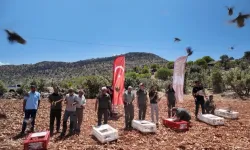 Mardin’de doğaya 300 kınalı keklik salındı
