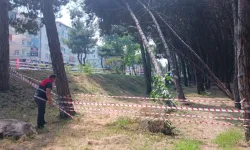 Ordu'da can ve mal güvenliğini tehdit eden ağaçlara müdahale edilecek