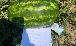 Tarlaya 100 TL ve özür notu bıraktı!