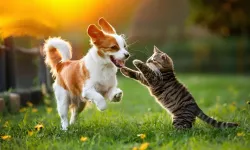Yaz sıcağında kedi ve köpek sağlığı için karışık besleme önerisi