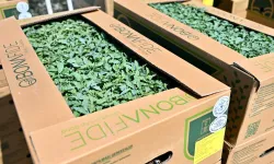 Manisa Gördes'te üreticinin yüzü güldü... Fideler bereketli toprakla buluşuyor