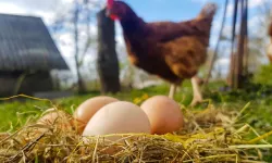 Tavuk yumurtası üretimi yüzde 15,1 arttı