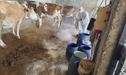 Adıyaman'da zoonoz hastalıklara karşı aşılama sürüyor