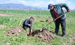 Antalya Korkuteli ilk kez ipekböcekçiliği ile tanışıyor