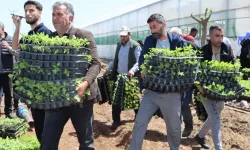 Çiftçiye 1 milyon fide desteği