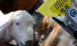 Hayvan sahiplerine aşı ve küpe ücretlerinde önemli ayar... O ücretler desteklemeden düşecek