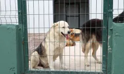 İstanbul Çekmeköy'de sokak hayvanları için dev doğal yaşam alanı açıldı