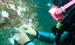 Marmara'da mercan seferberliği! Hasarlı resifler yeniden canlanacak