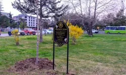 Masumiyet çınarları, kaybedilen canların hatırasını yaşatacak