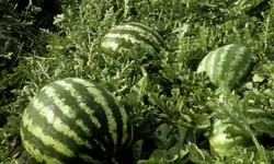 Tarım ÜFE'de yıllık artış yüzde 36,09'a ulaştı