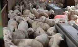 Eskişehir'de küçükbaş hayvancılıkta büyük başarı