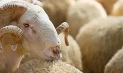Kurban alırken bunlara dikkat edin!