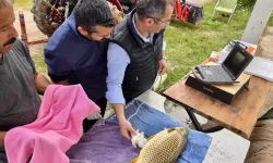 Milyonlarca yavru balık doğal sularla buluşuyor