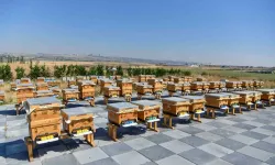 ABB'den arıcılığa büyük destek