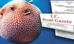Balon Balığı avcılığı destekleri artırıldı... Zehirli türe destek 35 TL'ye yükseltildi