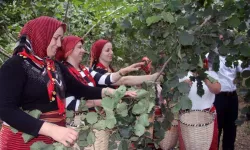 Ordu'da fındık hasadında işçi sorununa çözüm