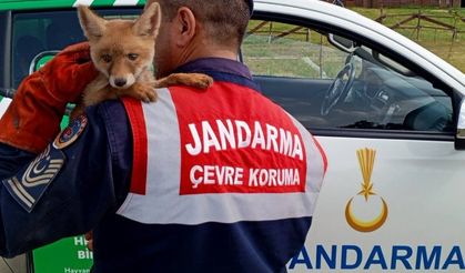 Jandarma, ailesinden ayrı yavru tilkiyi  doğaya kavuşturdu