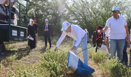 Kocaeli’de kekik hasadı başladı