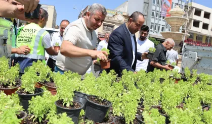 Mardin Midyat’ta fesleğen ve reyhan dağıtıldı