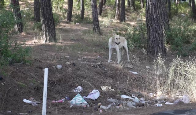 Buca'da yangın riskine karşı orman temizliği