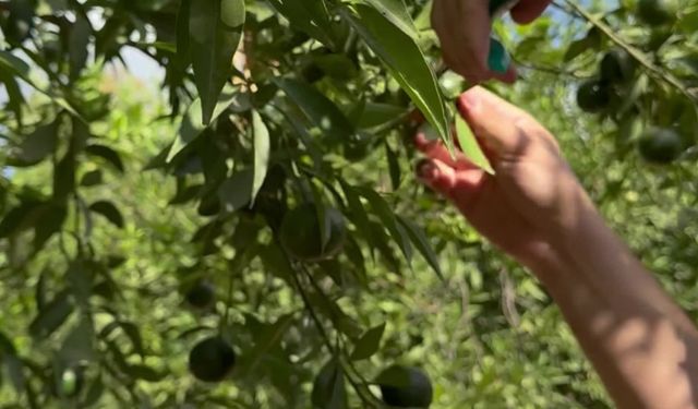 Coğrafi işaretli yeşil Bodrum mandalini raflardaki yerini aldı 