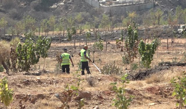 İzmir Büyükşehir, yangınların etkilediği 15 bin ağacı tedavi edecek