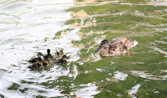 Kuğulu Park'ta 8 yavru ördek daha suyla buluştu