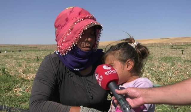 Mevsimlik tarım işçisi kadınların zorlu mesaisi: "Beraber çalışıyoruz, bizim erkeklerden ne farkımız var?" 