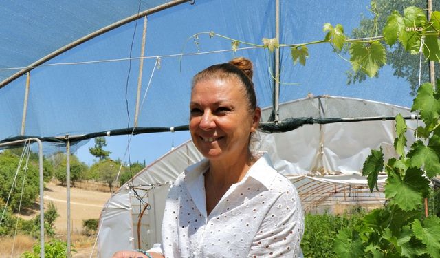 Safranbolu Belediyesi’nin seralarında yetiştirilen Çavuş Üzümü’nün ilk hasadı yapıldı