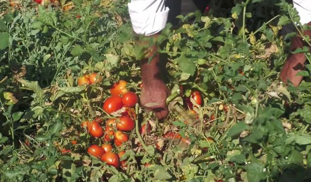 Salçalık domates fiyatlarına tepki gösteren Manisalı çiftçi, domatesi tarlada bıraktı... "Nefesimizi kesiyorlar, bizim malımızı yağmalıyorlar"