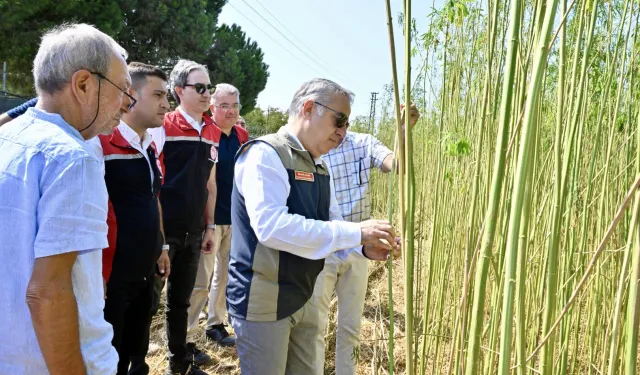 İzmir'de izinli yetiştirilen kenevire ilk hasat