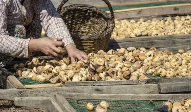 Kuru incir uzak pazarlara yelken açtı... İlk gemi 25 Eylül'de