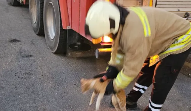 Lise binasında mahsur kalan kedi kurtarıldı