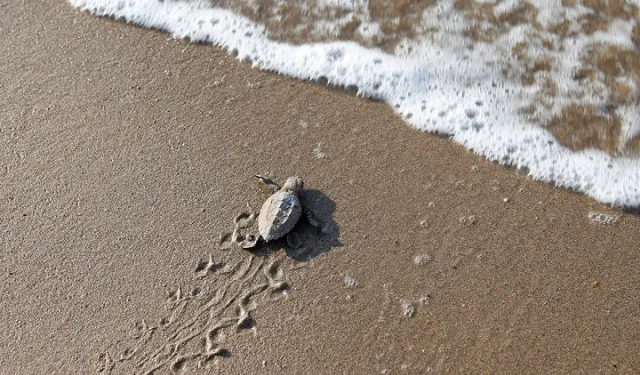 Mavi gönüllüleri Caretta Caretta’ları Akdeniz’le buluşturuyor