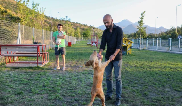 Talas'ta hayvanlara özel patiyol        