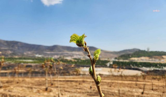 İzmir'de yanan ormanlarda yapraklar yeniden yeşermeye başladı