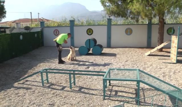 Manisa Büyükşehir Belediyesi'nin sokak hayvanları için başlattığı 'Can Yoldaşım' projesi sürüyor