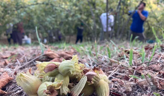 Fındık üreticisinden sitem! Üretmekten vazgeçeceğiz