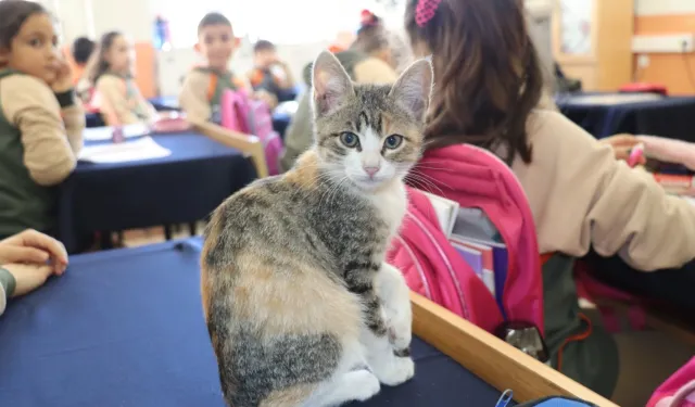 Amasya'da kedi 'Karamel' sınıfın parçası haline geldi